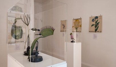 A glass display case of plant models stands in front of a white wall hung with plant diagrams