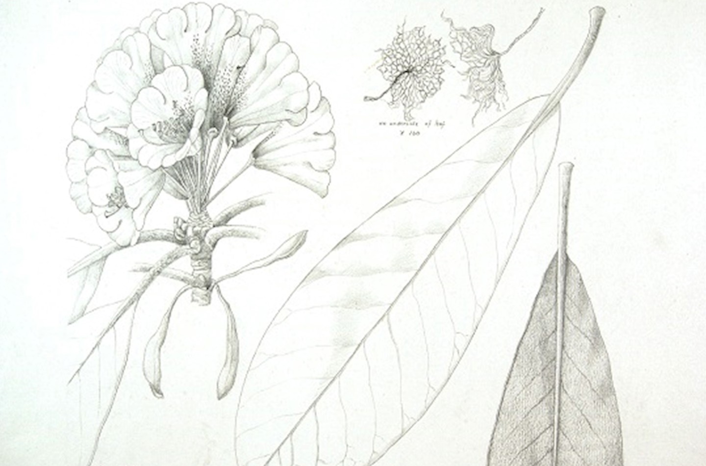 Image showing a pencil drawn illustration of a rhododendron's flowers and leaves by botanical artist Lillian Snelling. 