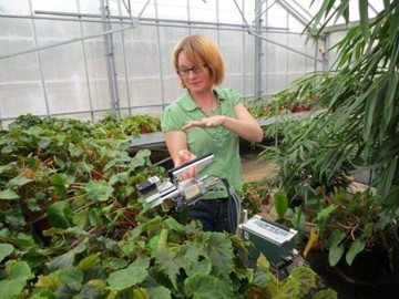 Researcher measuring rates of photosynthesis in Begonia