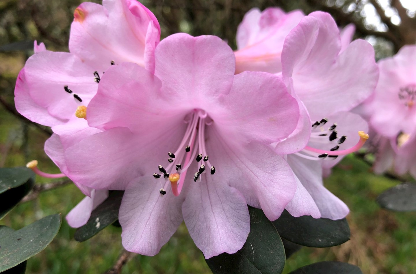 pink flowers of Rhododendron