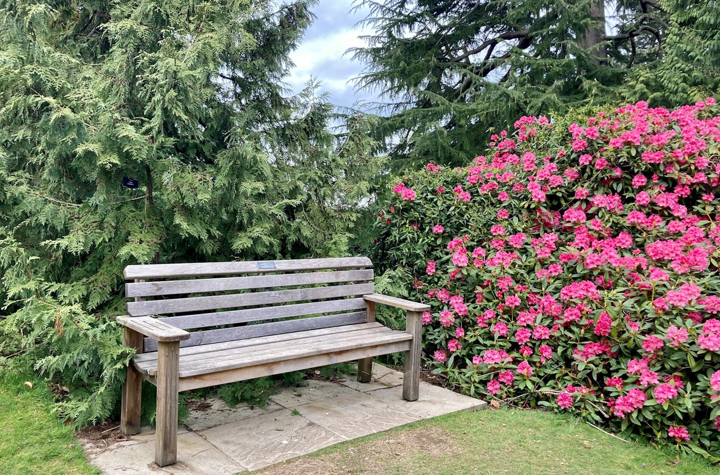 Commemorative Bench next to Rhododendrons