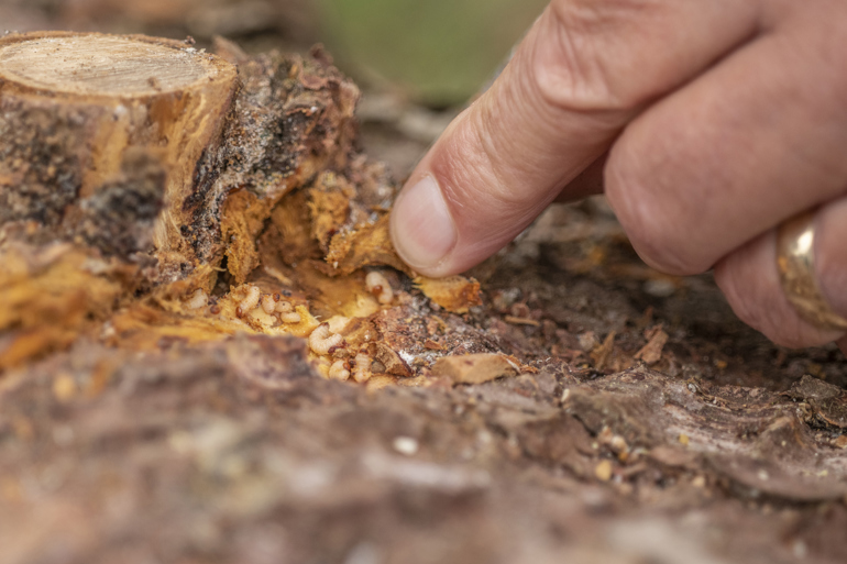 a section of bark is lifted to reveal larvae underneath