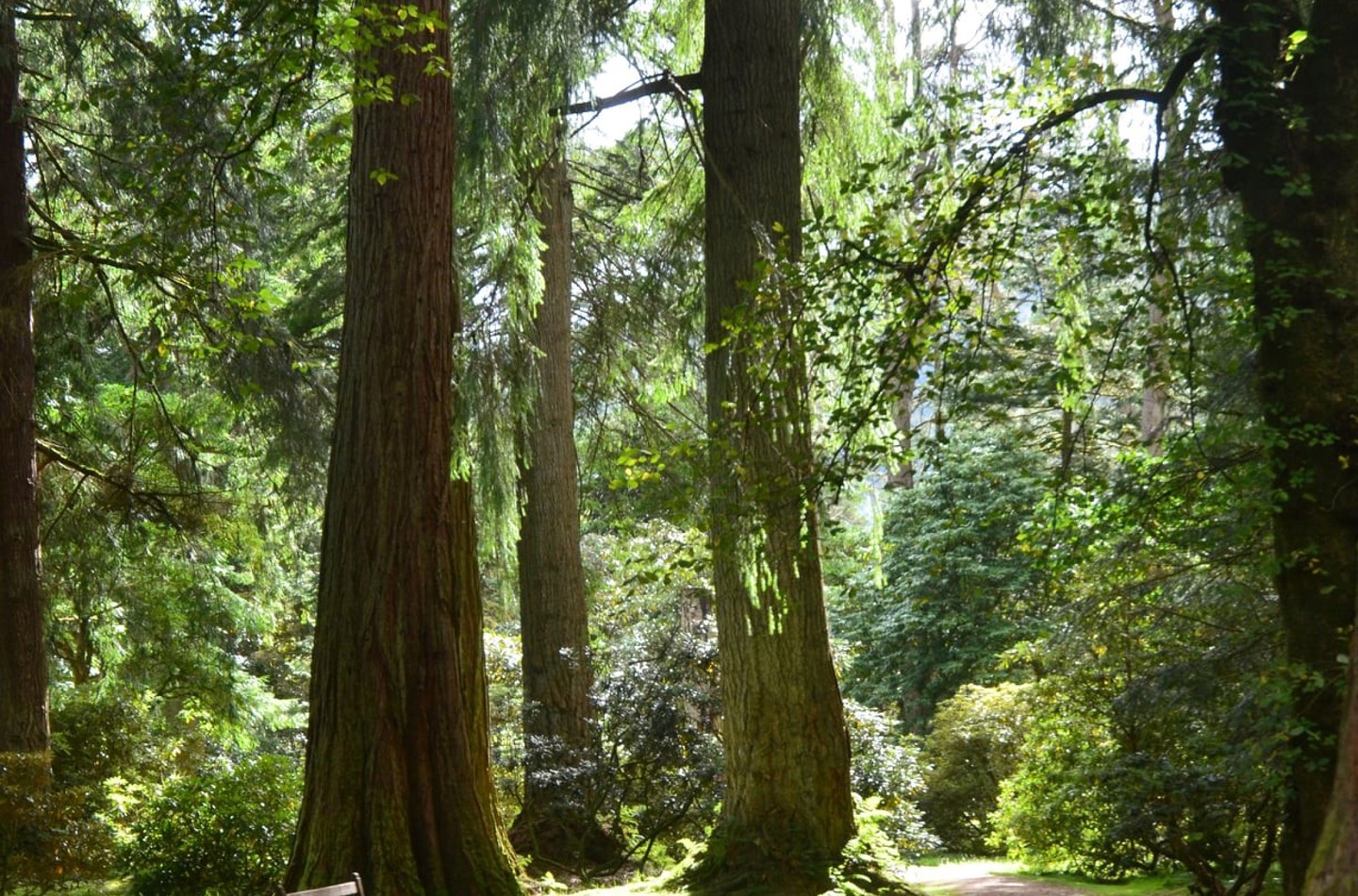 Forest Bathing at Benmore Botanic Garden (1) | Royal Botanic Garden Edinburgh