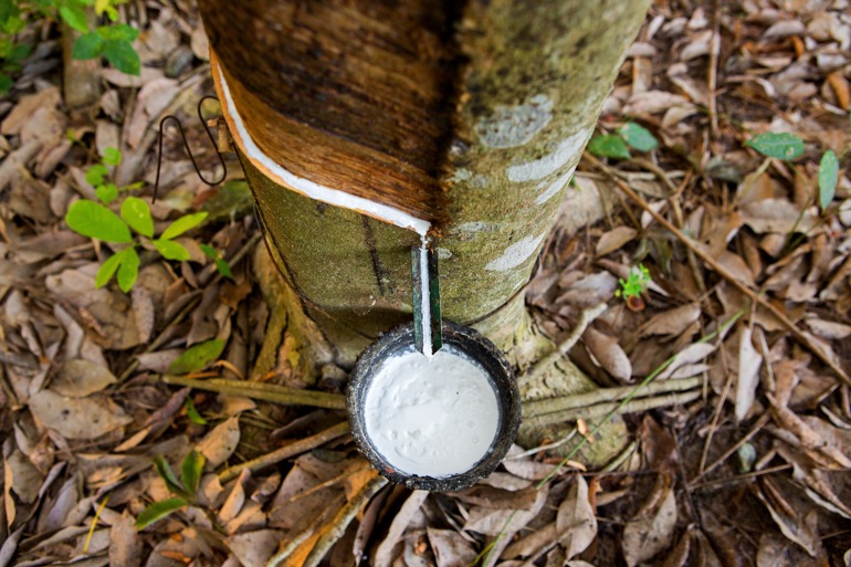 white milky fluid drips from a tree trunk into a cup