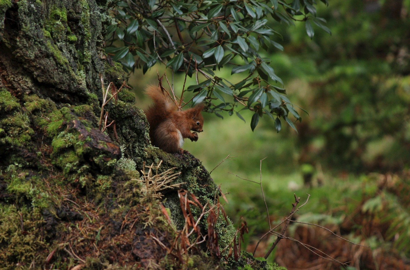 Red squirrel