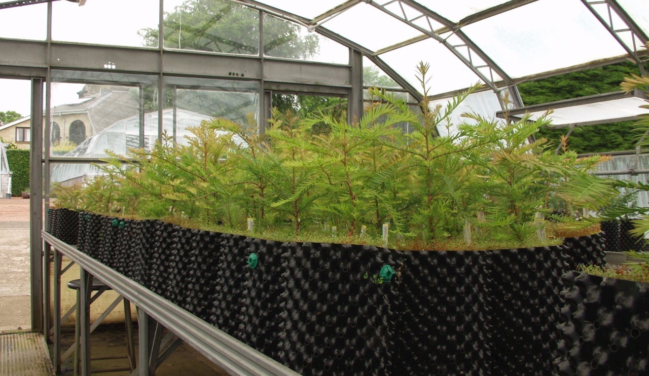 Plants in airpots in RBGE nursery