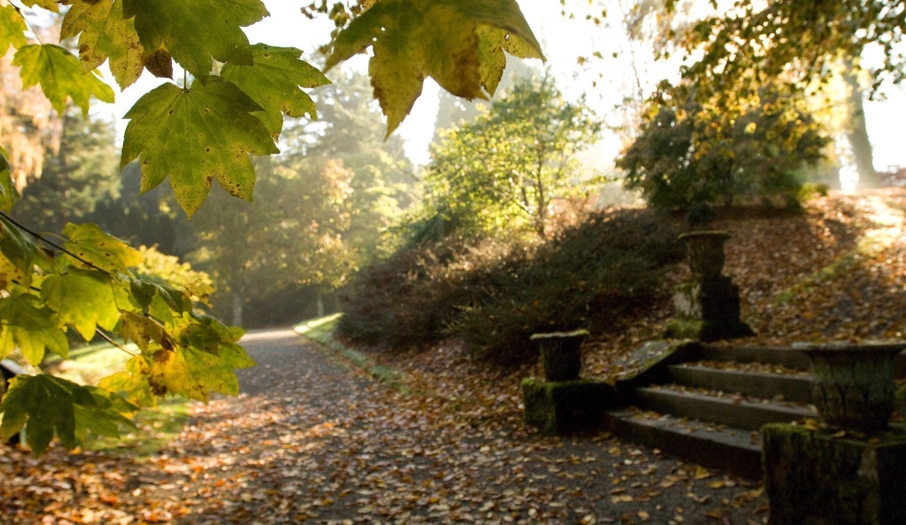 Autumn leaves on the ground with sunlight coming through the trees 