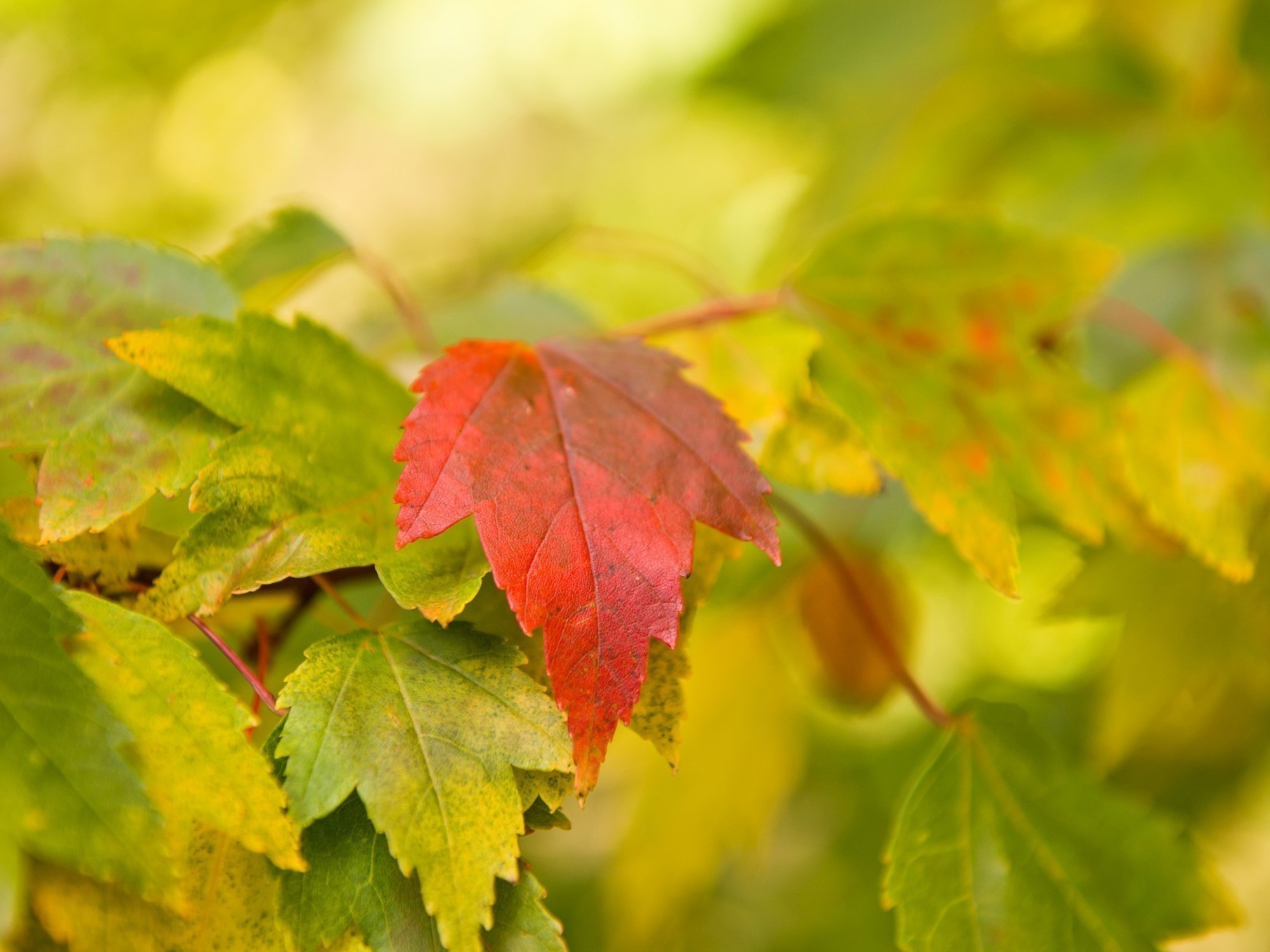Autumn leaves