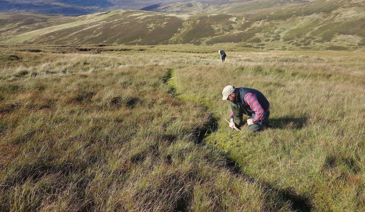 Searching for Saxifraga hirculus in Scotland