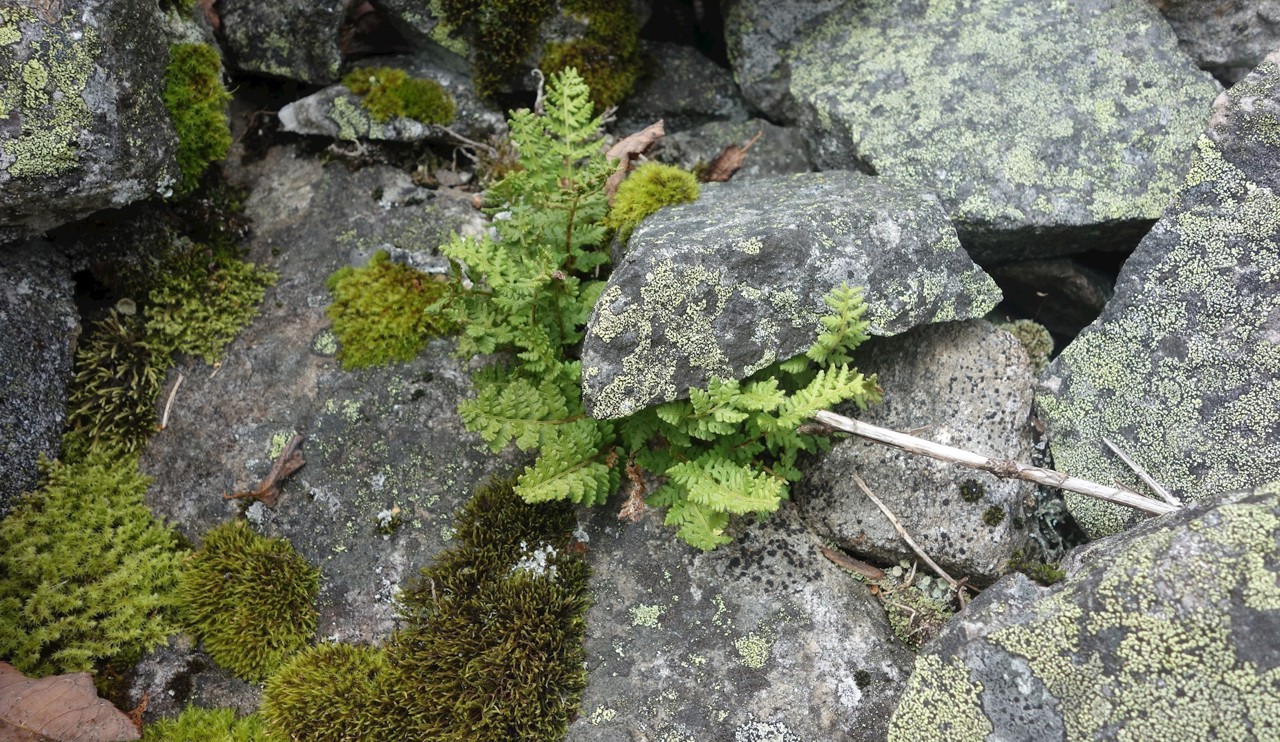Woodsia ilvensis in a rock outcrop