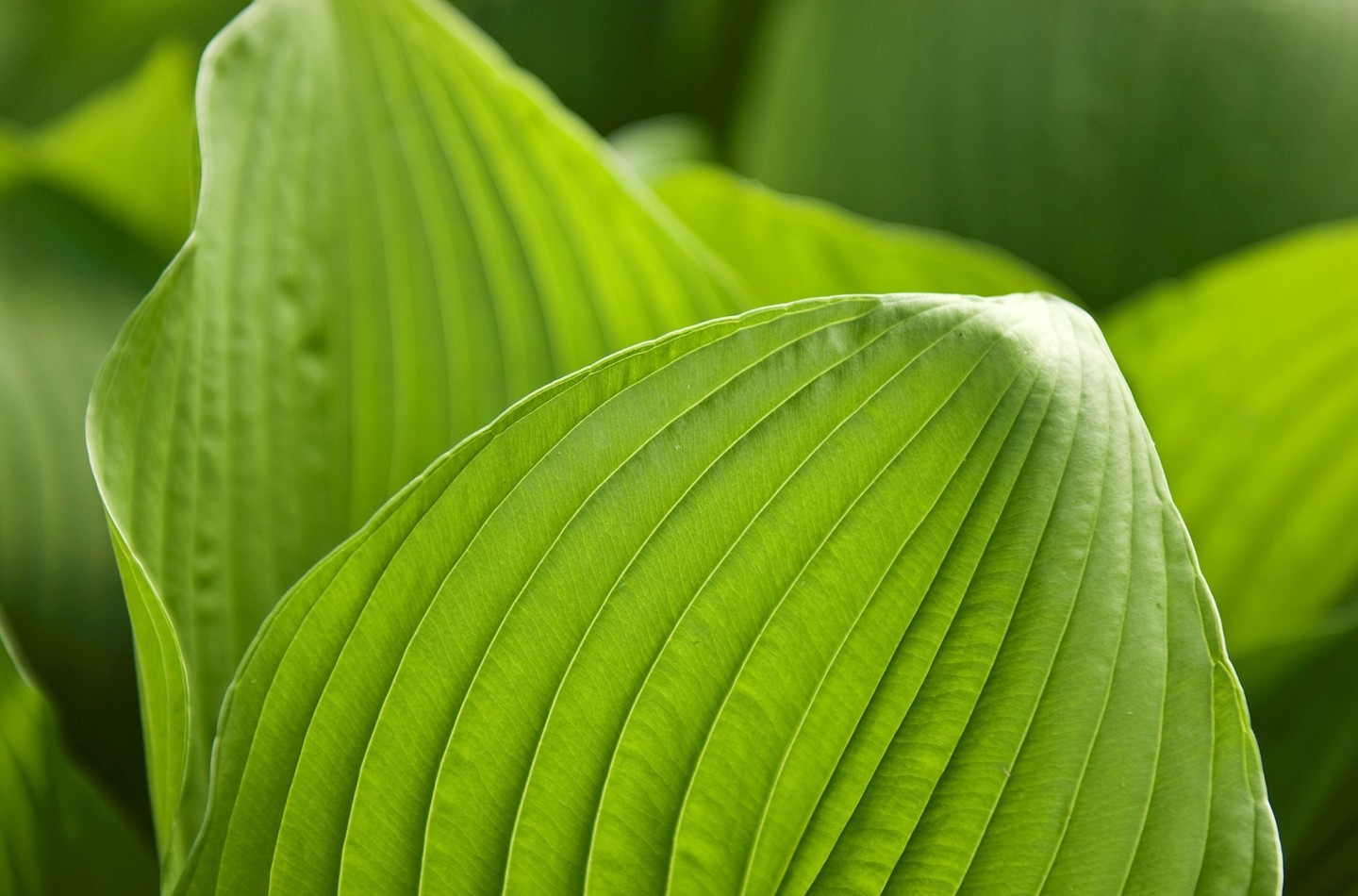 Hosta recitifoli