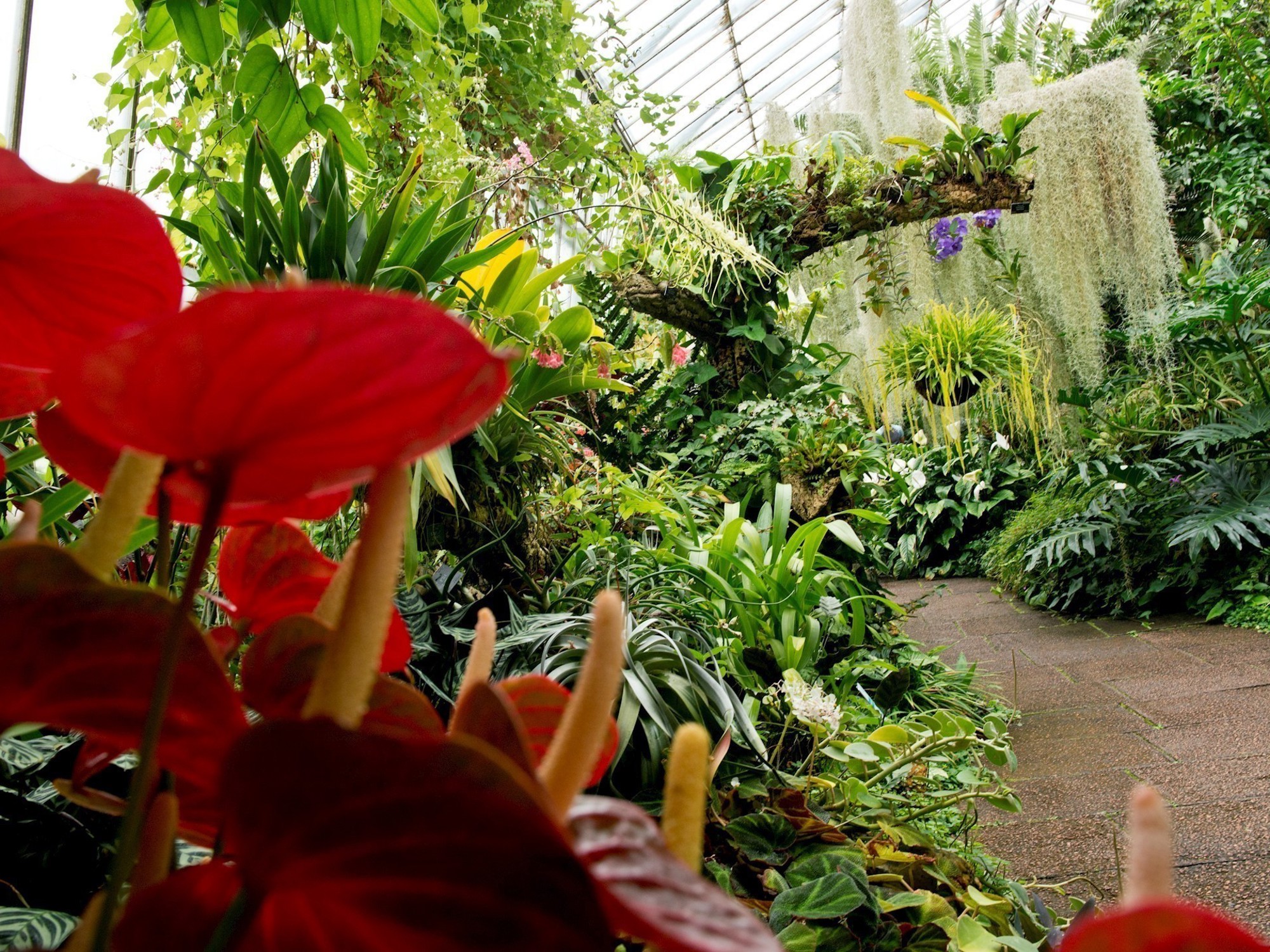 Orchid and Cycad House