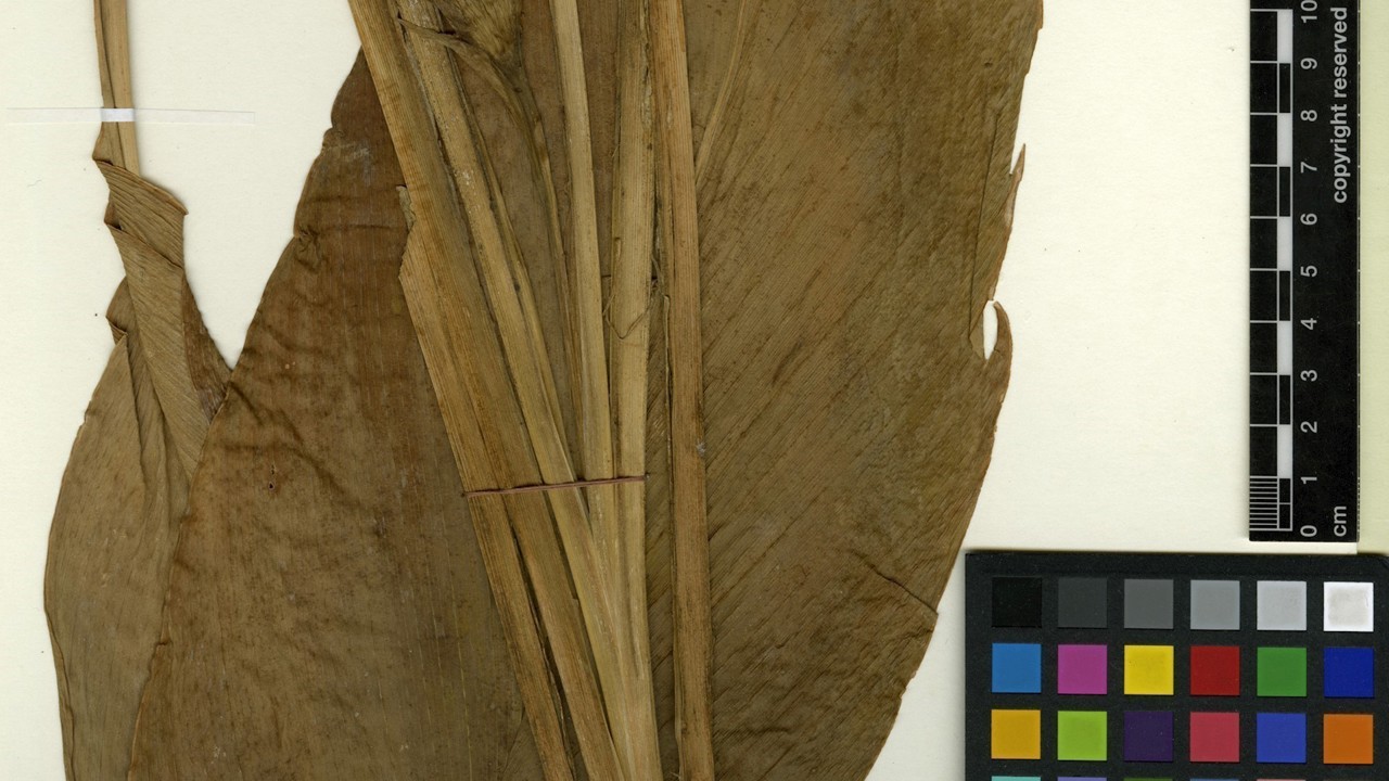 Herbarium specimen preparation