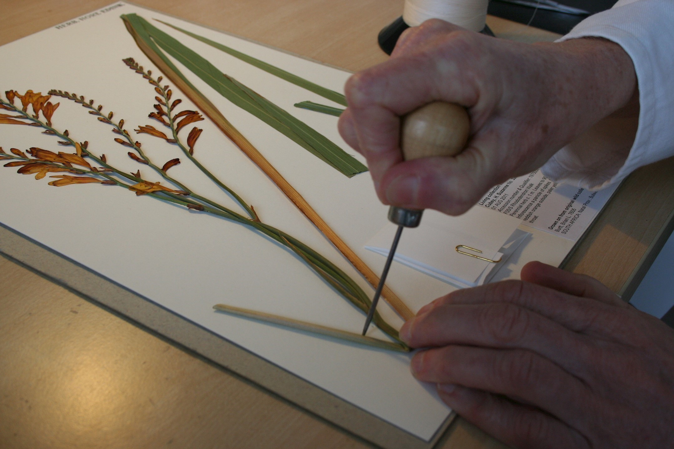 Preparation of Specimens Royal Botanic Garden Edinburgh