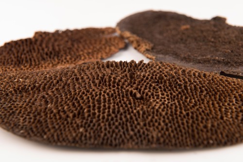 Dried fungus