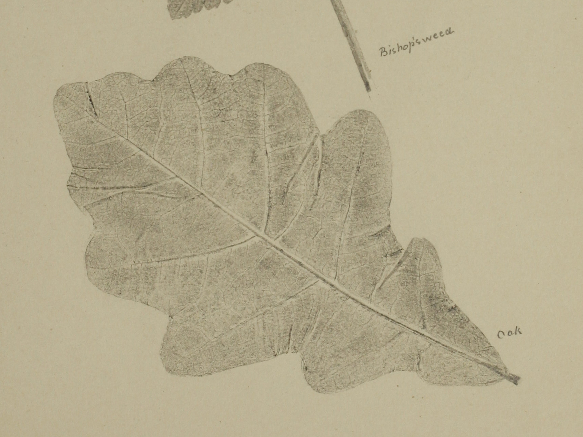 Oak, Mary Stirling