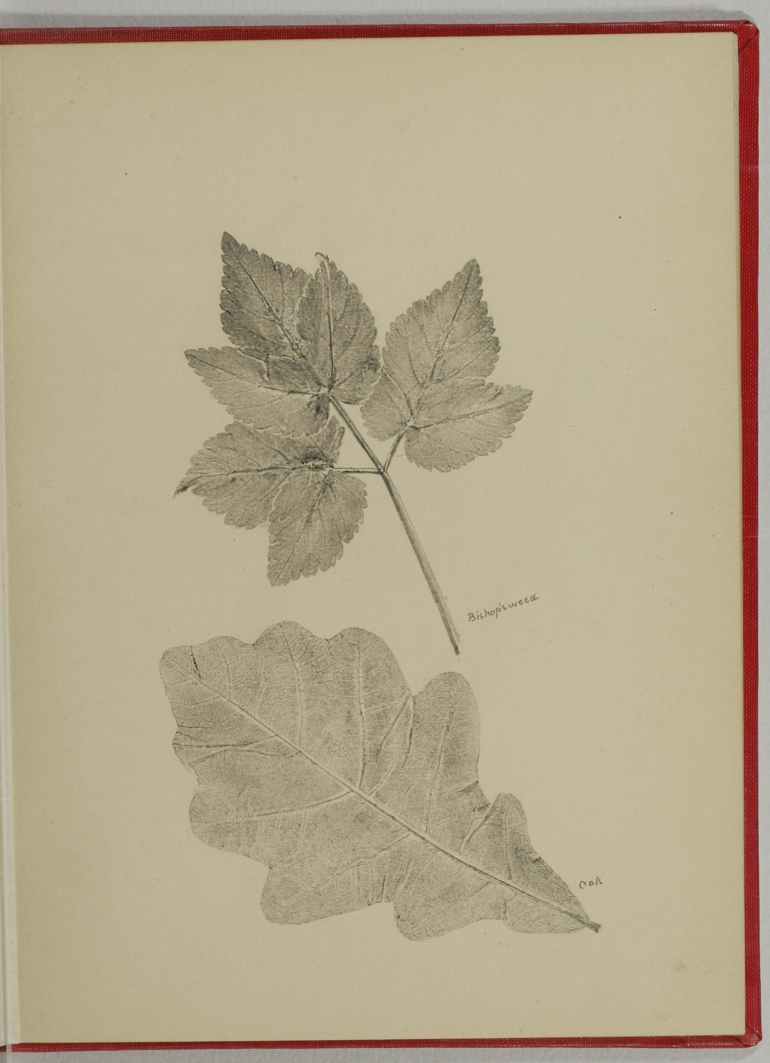 Oak, Mary Stirling