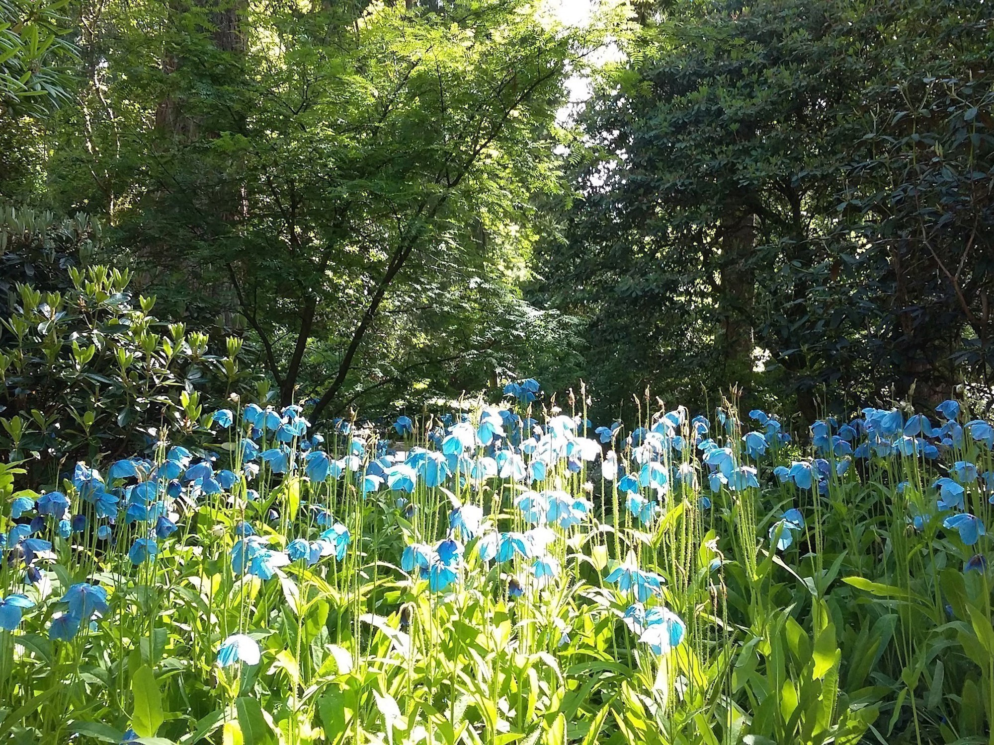 Meconopsis (Himalayan blue poppies) in June, Dawyck