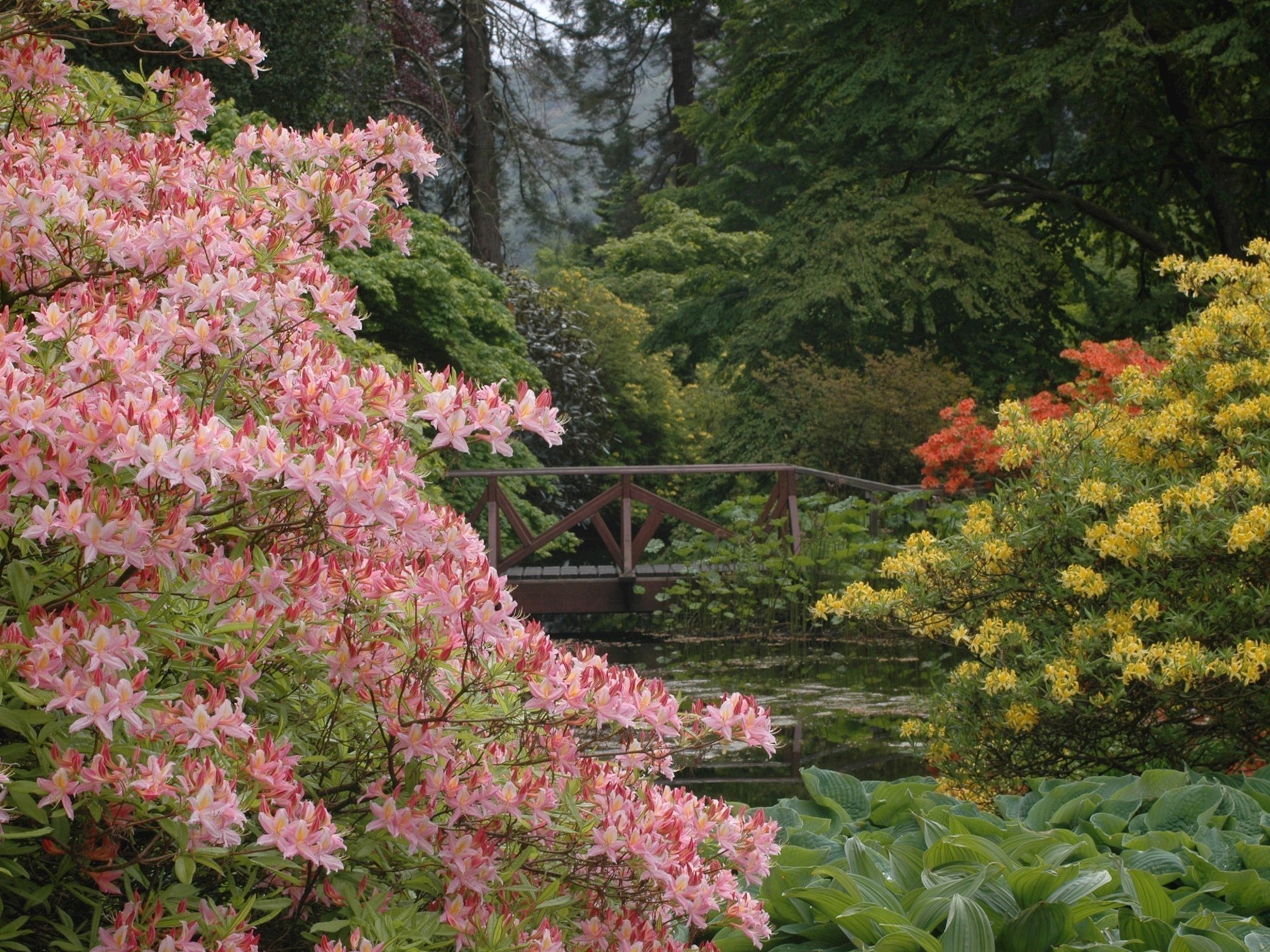 Spectacular azaleas, Benmore