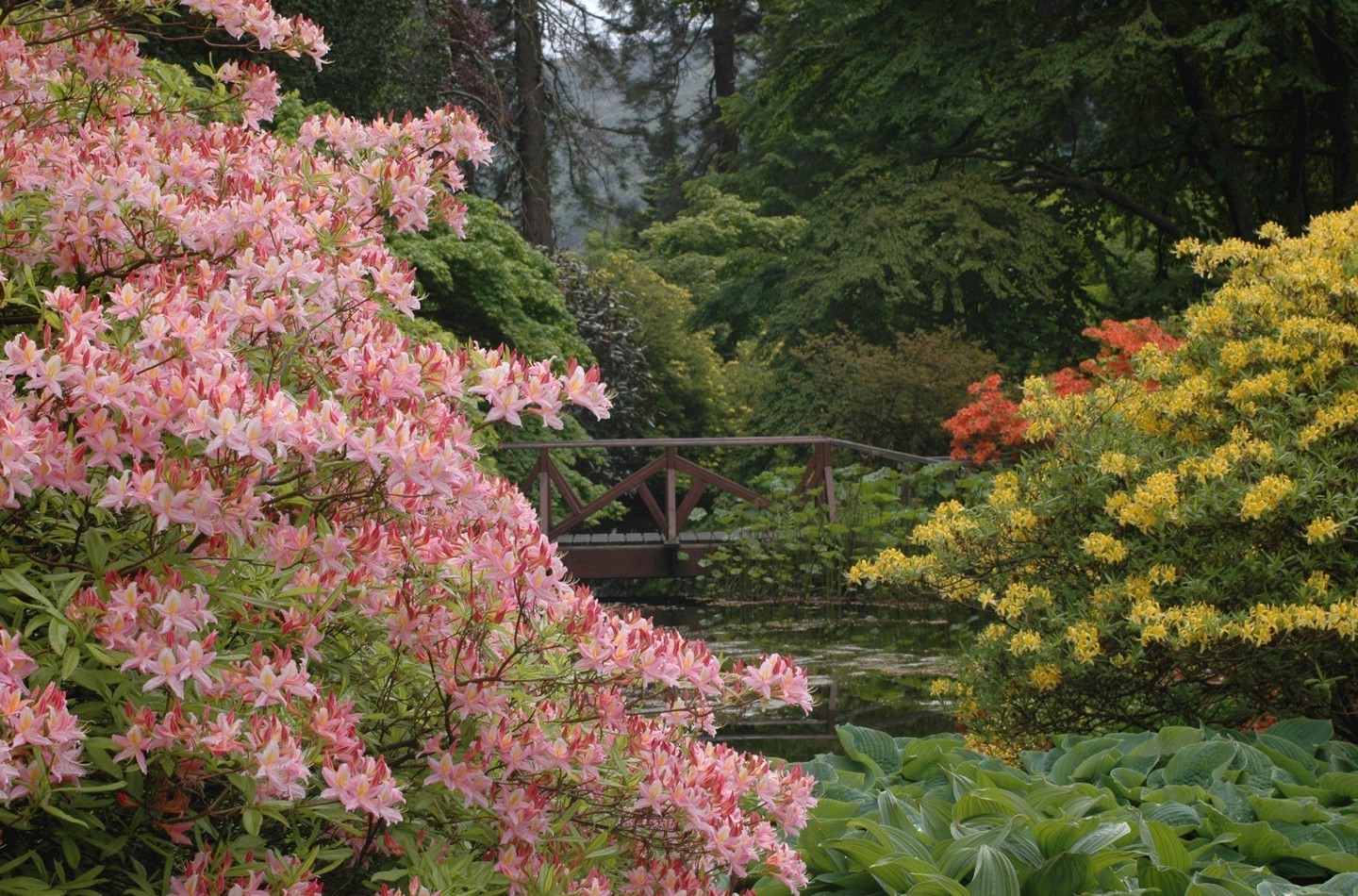 Spectacular azaleas, Benmore