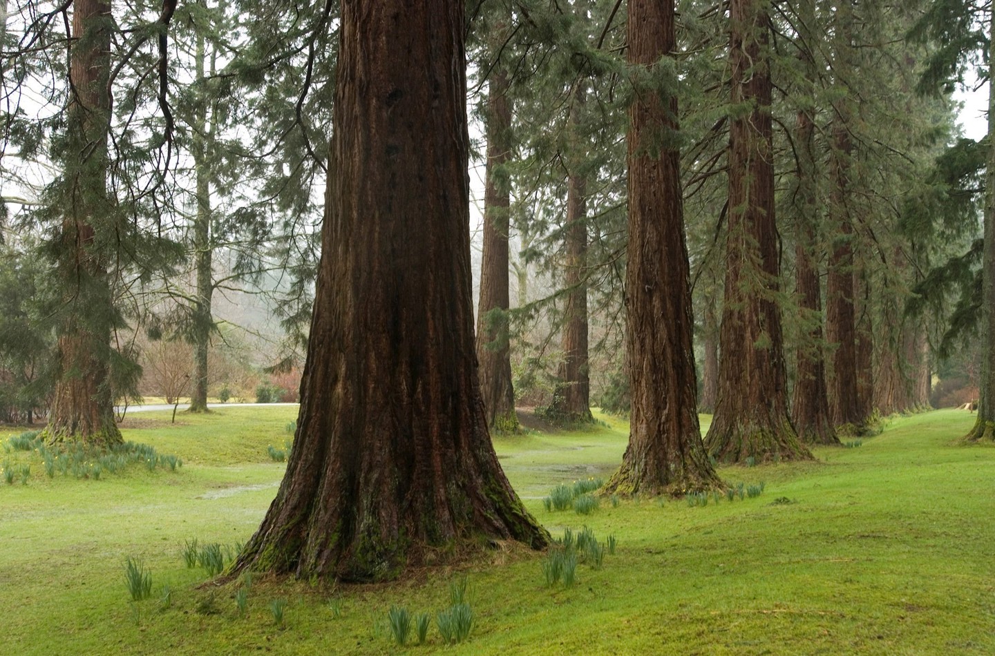 Redwood Avenue