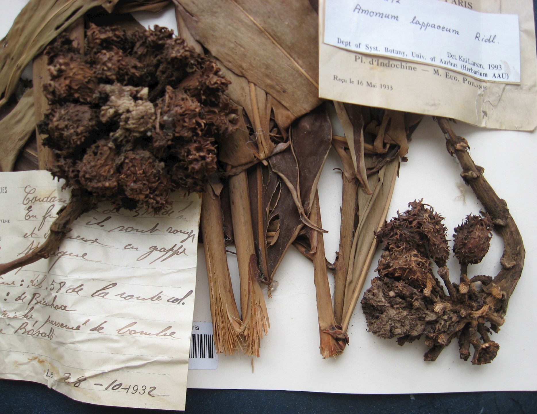 Care and Conservation of Herbarium Specimens Specimen Preparation