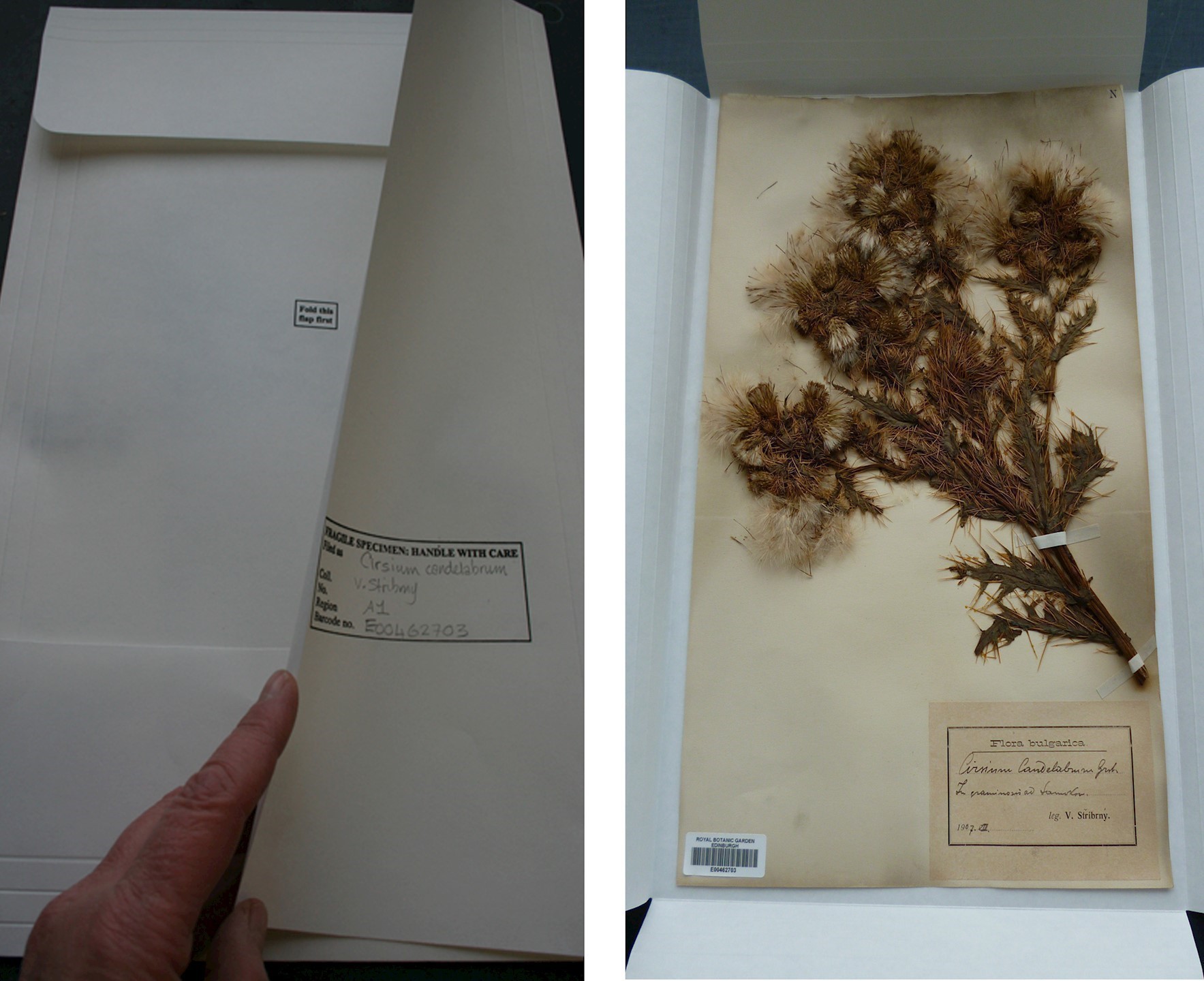 Care and Conservation of Herbarium Specimens Specimen Preparation