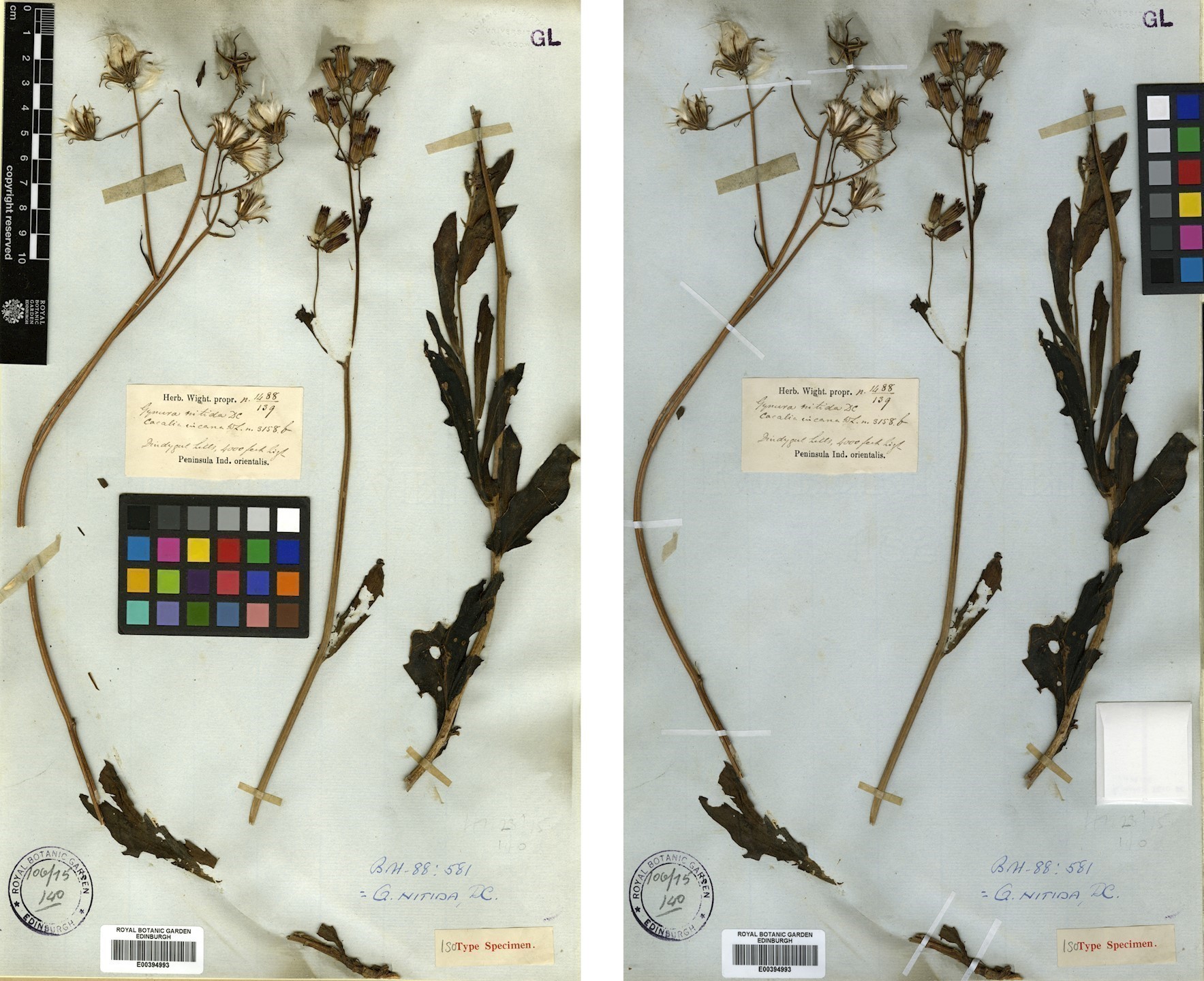 Care and Conservation of Herbarium Specimens Specimen Preparation