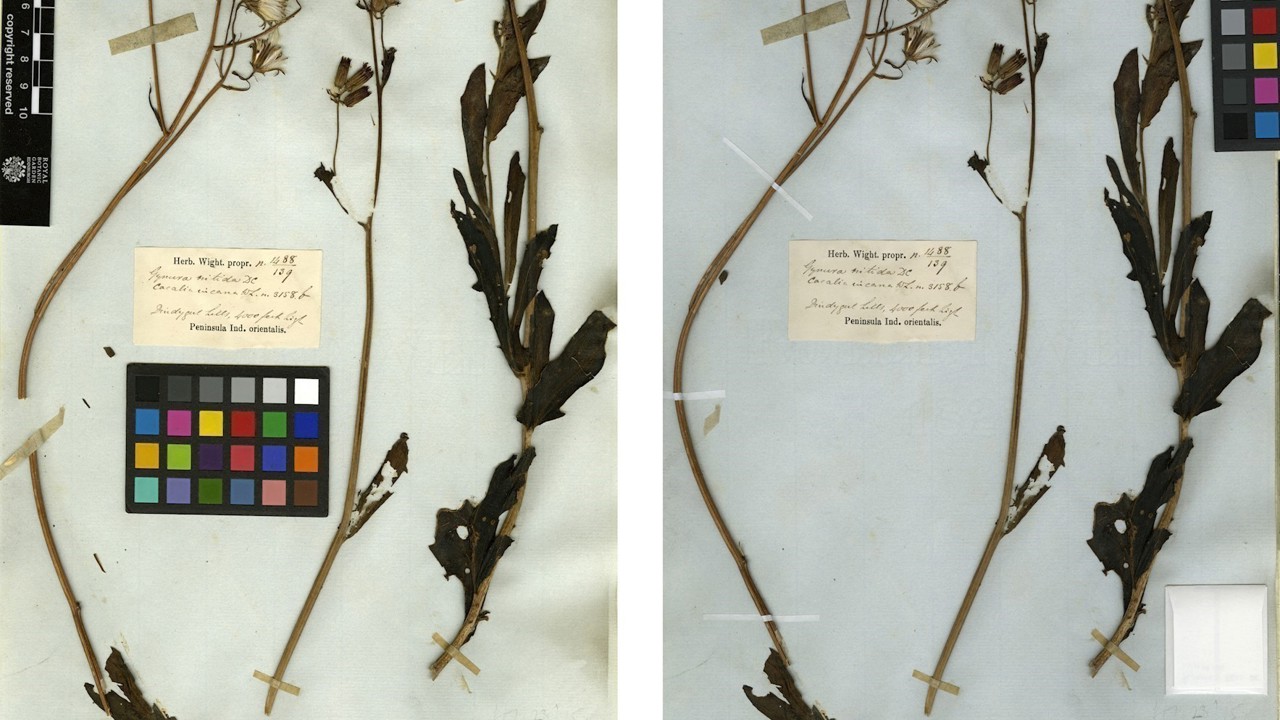 Care and Conservation of Herbarium Specimens Specimen Preparation & Care Herbarium Science