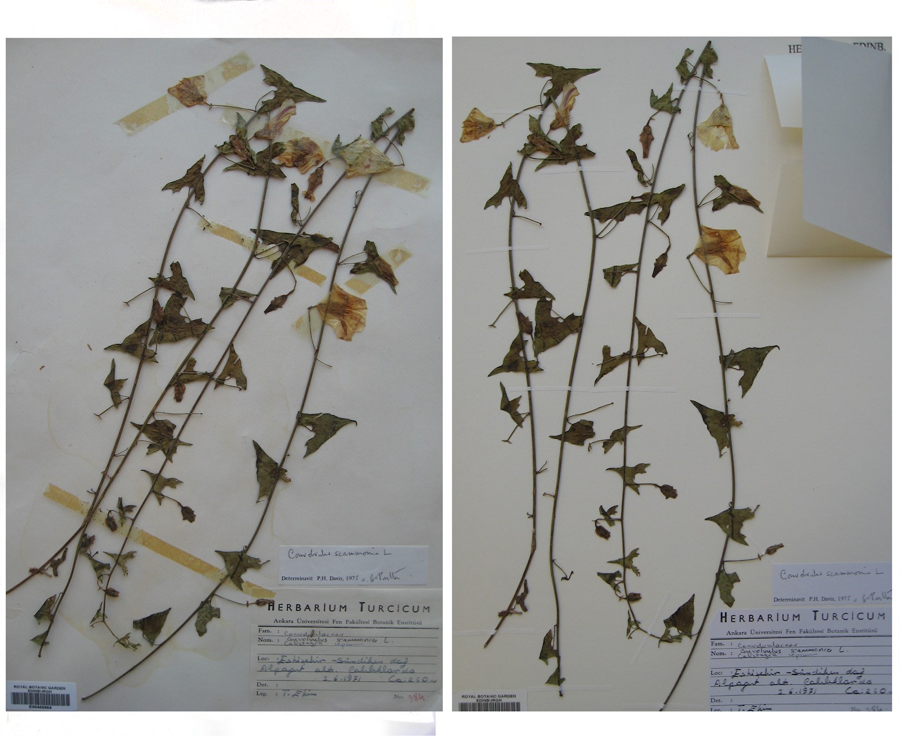 Care and Conservation of Herbarium Specimens Specimen Preparation