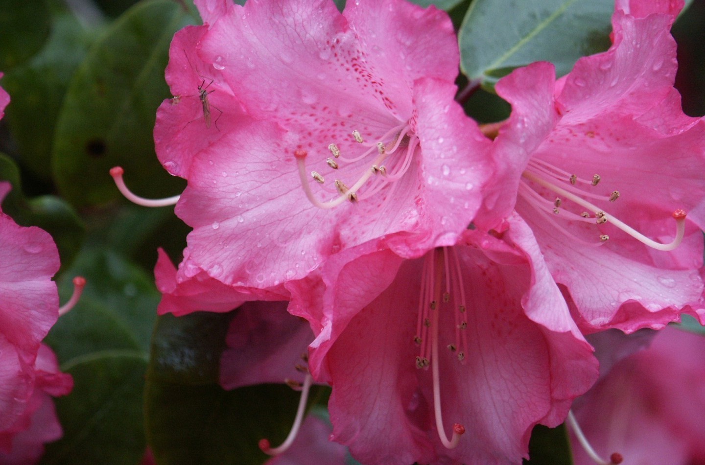 Rhododendron close-up