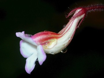The white and red flower of Jerdonia indica