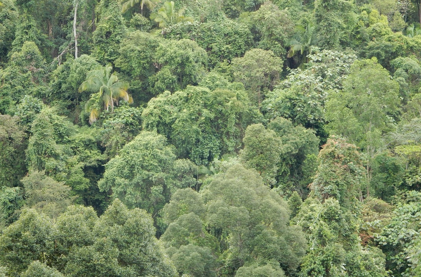 Sumatran Rainforest, showing a dense green forest canopy from above