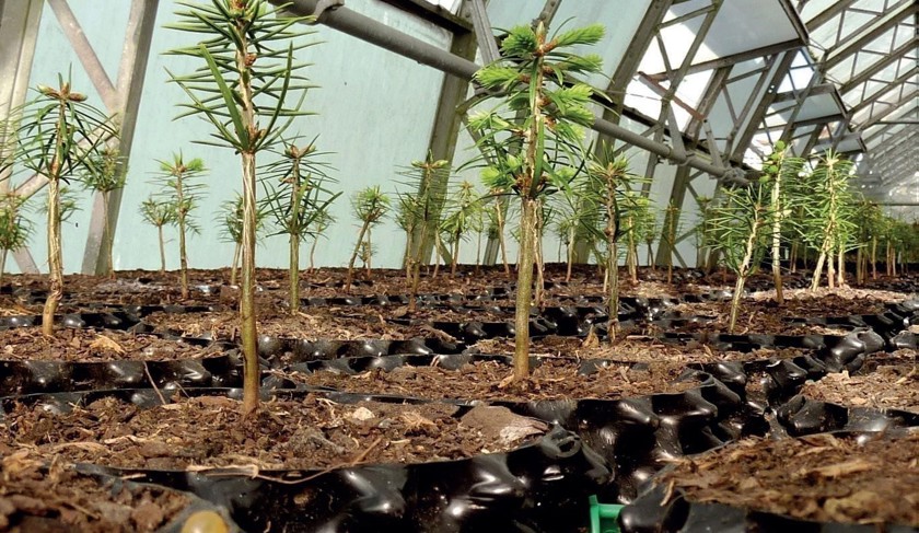 Cultivating conifers