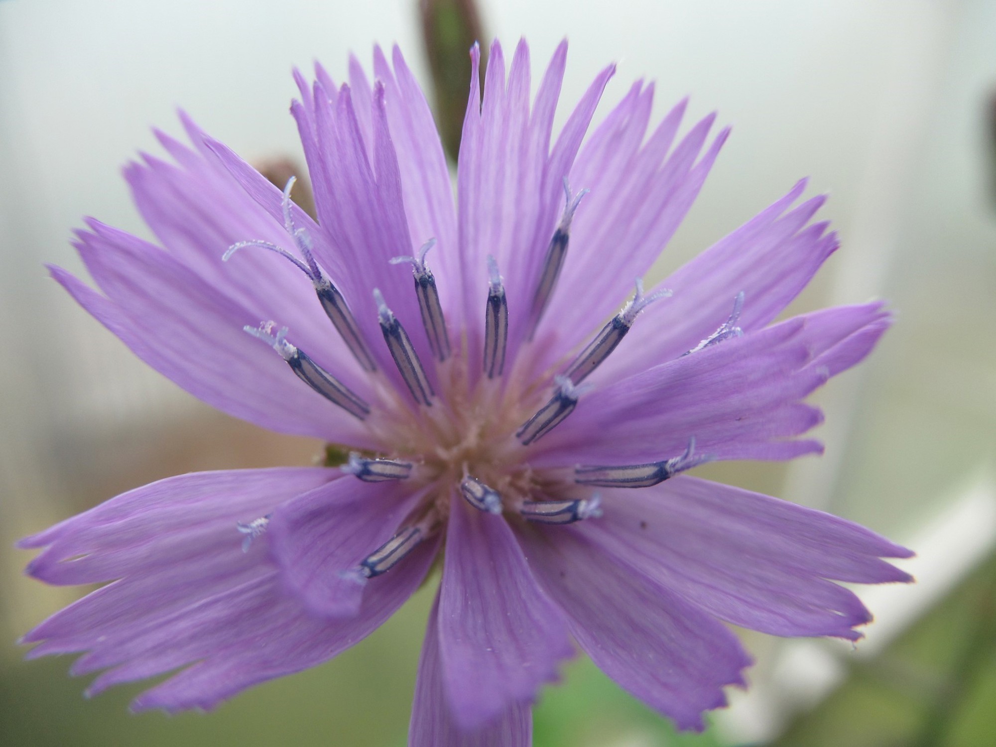 Close up of blue flower