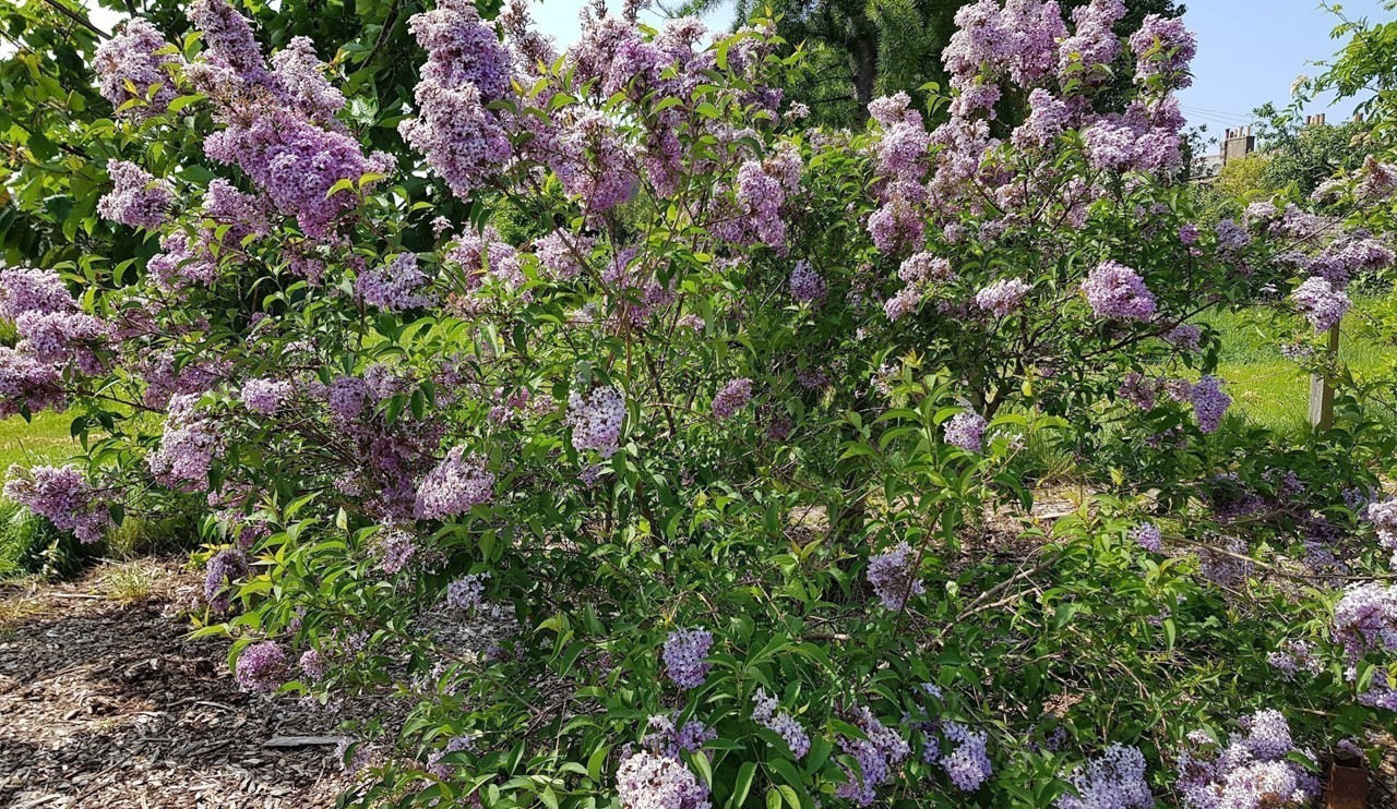 the lilac flowers of Syringa x chinensis 