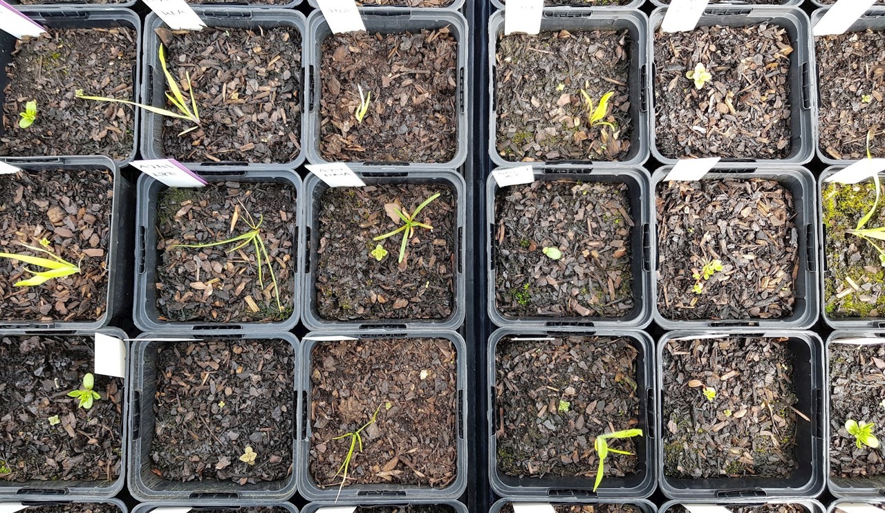 close up view of seedlings growing in propagation pots 