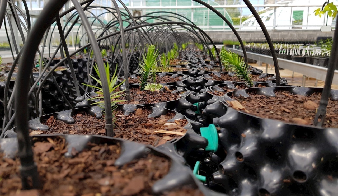Araucaria seedlings growing in airpots 
