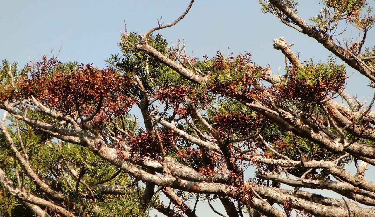 Dieback of Agathis montana foliage and branches
