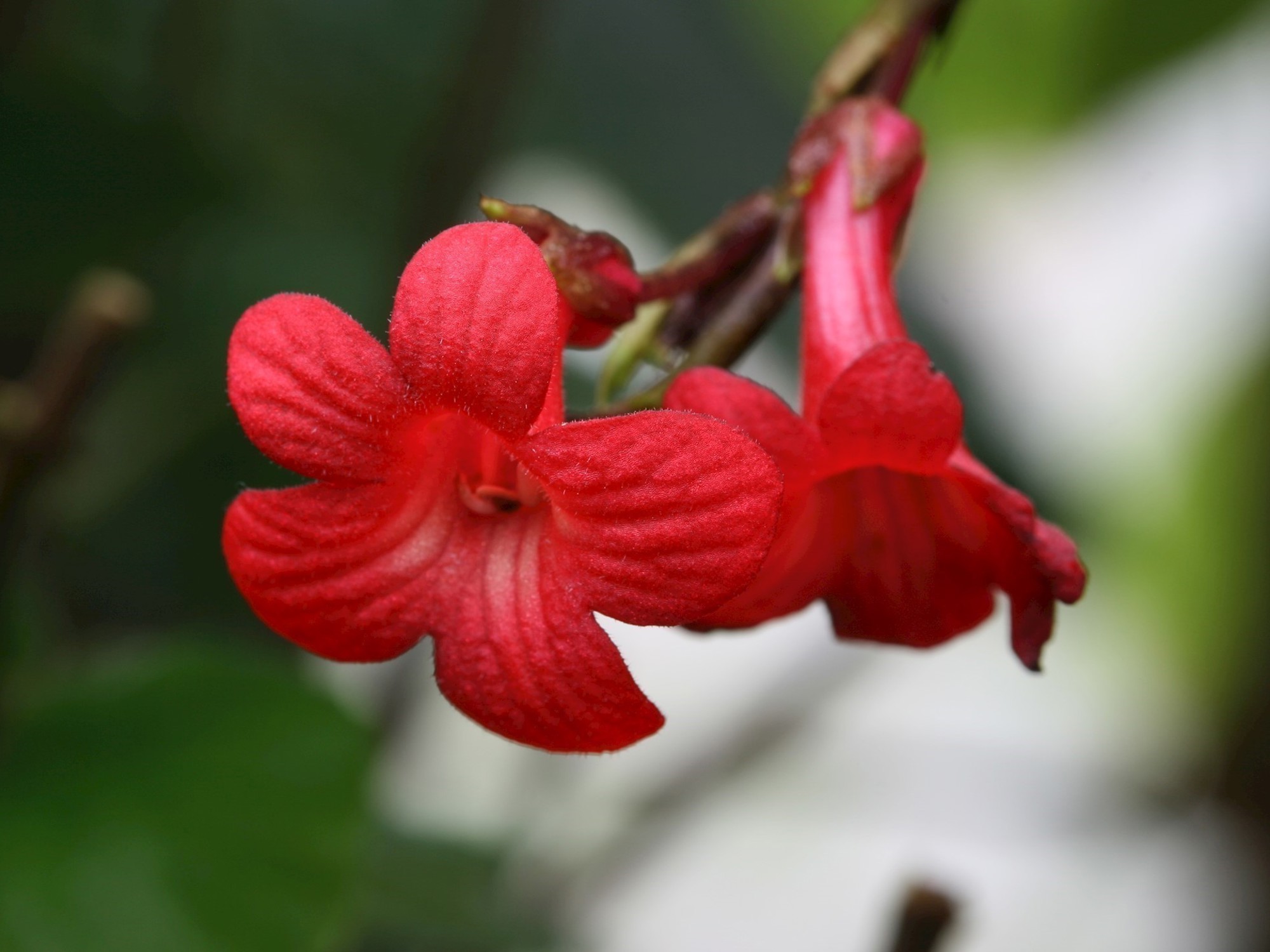 The red flowers of Cyrtandra rantemarioensis from Sulawesi