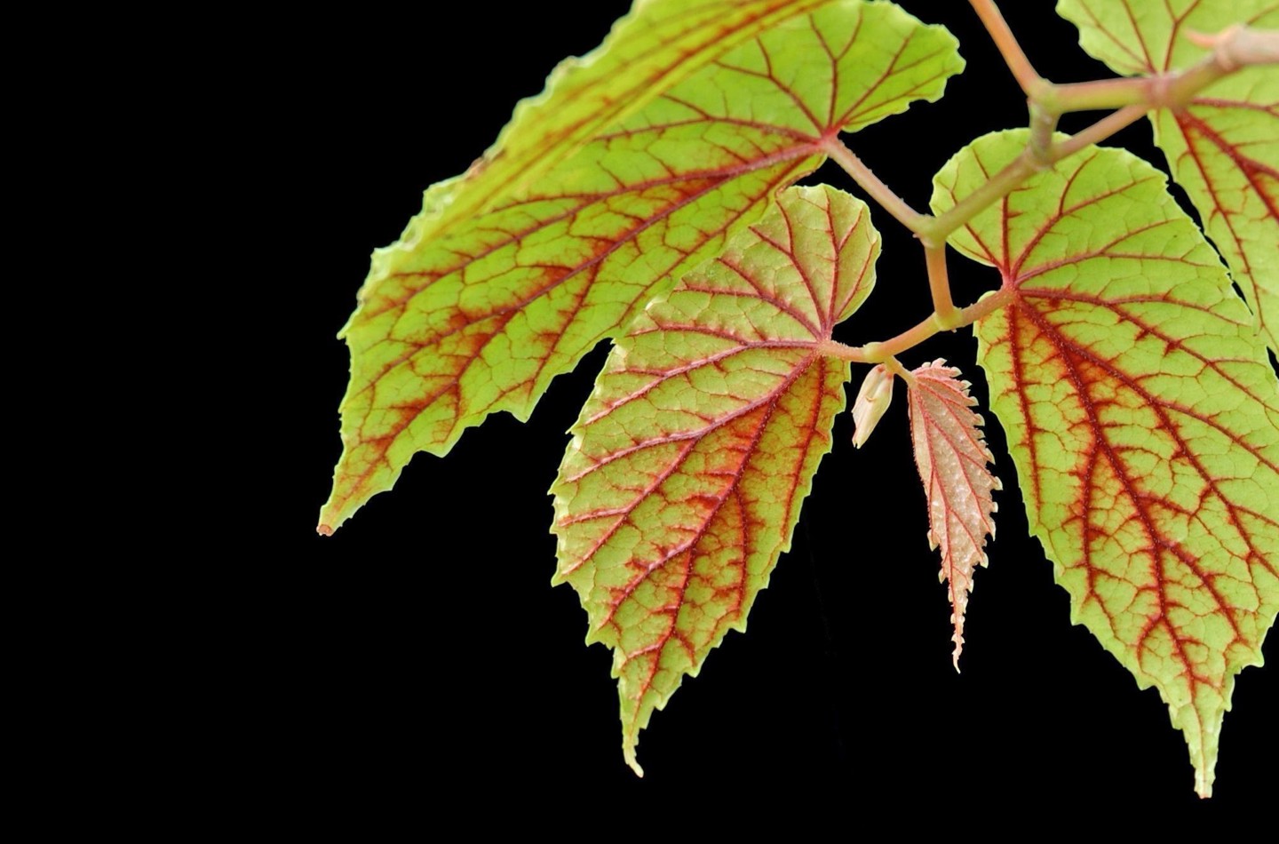 Begonia cumingii, a delicate Begonia with pale green leaves and bright red venation on a black background
