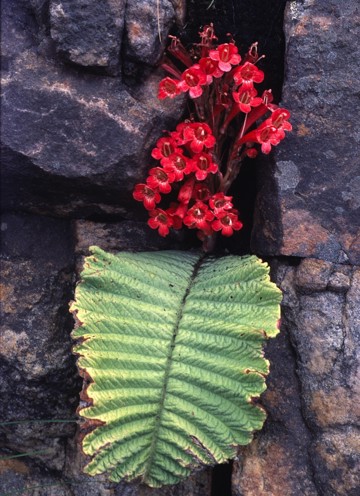 Red flowers and large leaf of Streptocarpus dunnii