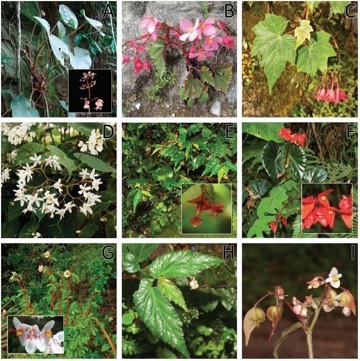 The morphological diversity of Begonia