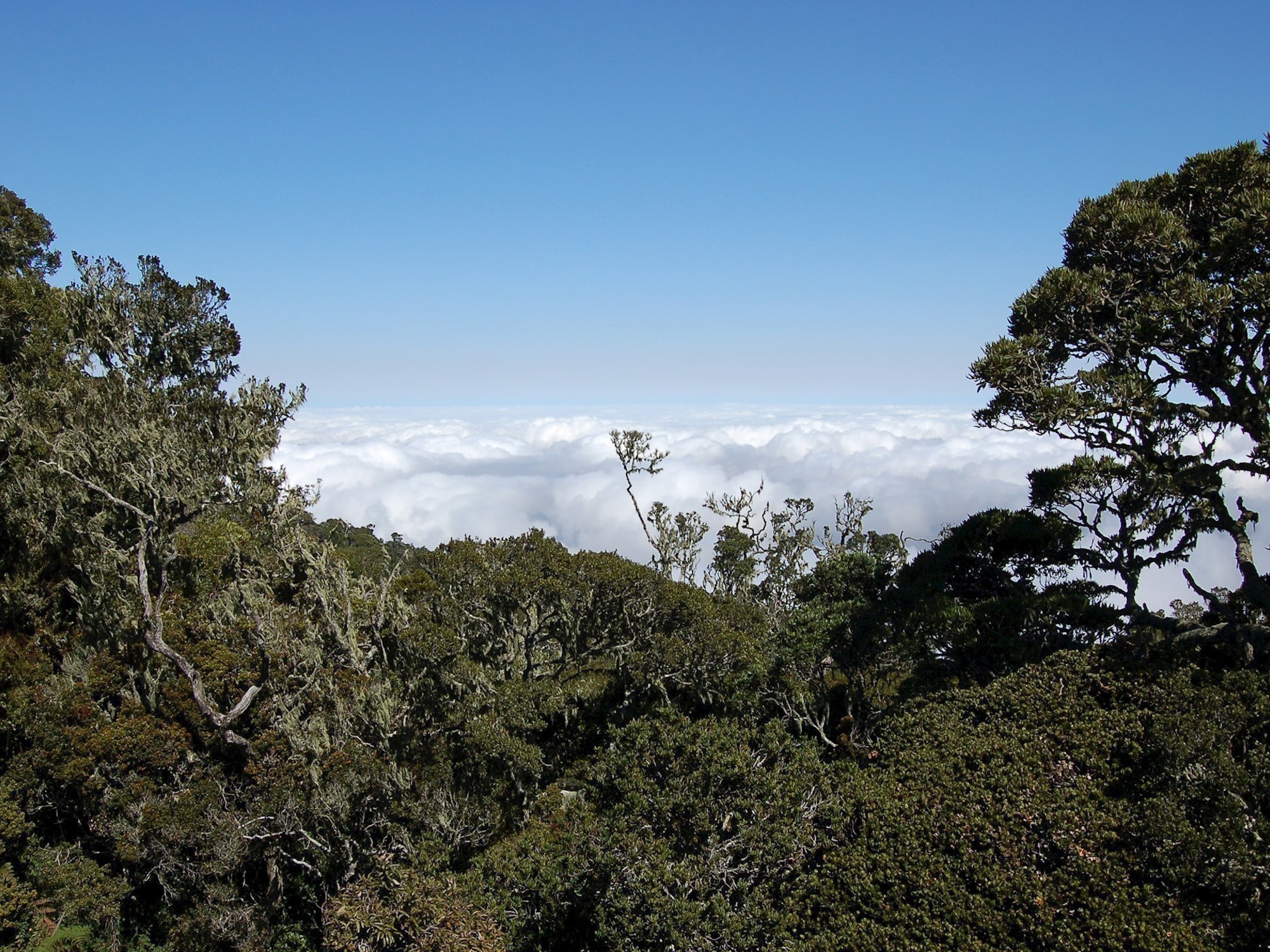 Tree canopy in bright sky