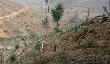 Decimated hillside cleared for rubber, China