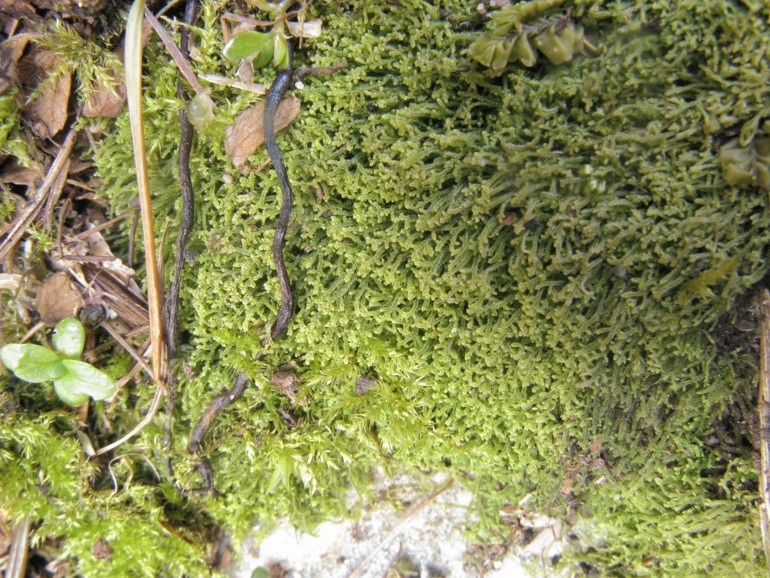 Telaranea tetradactyla close up on a rock