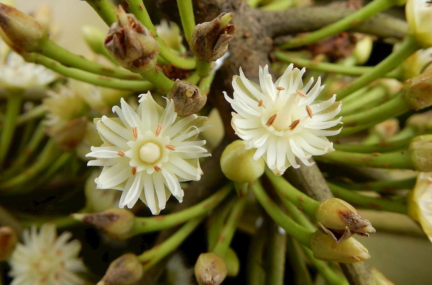 Manilkara bidentata