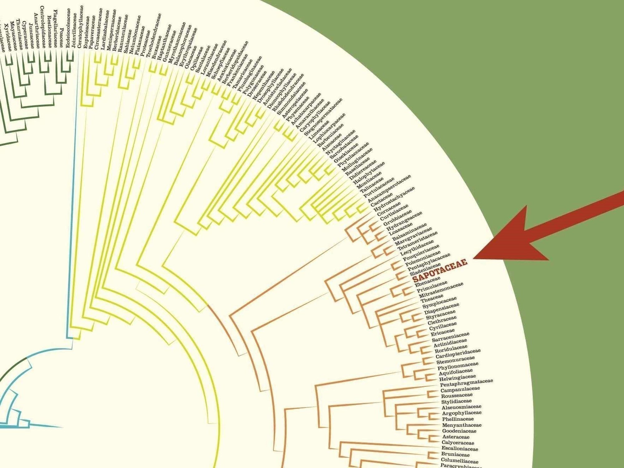Sapotaceae phylogram close up