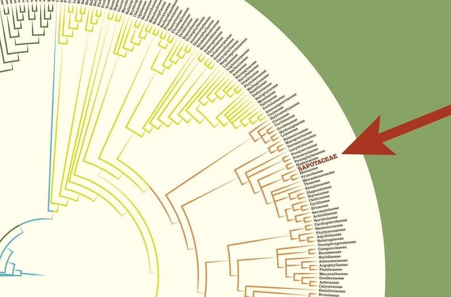 Sapotaceae phylogram close up