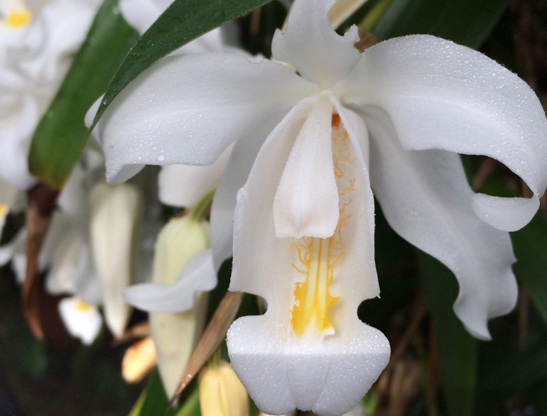 Coelogyne cristata